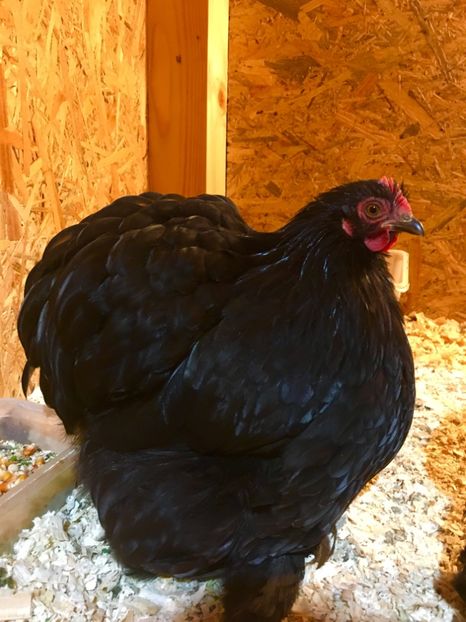  - COCHI PITIC NEGRU 2018