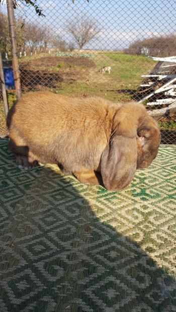  - BG mascul 2 Vândut