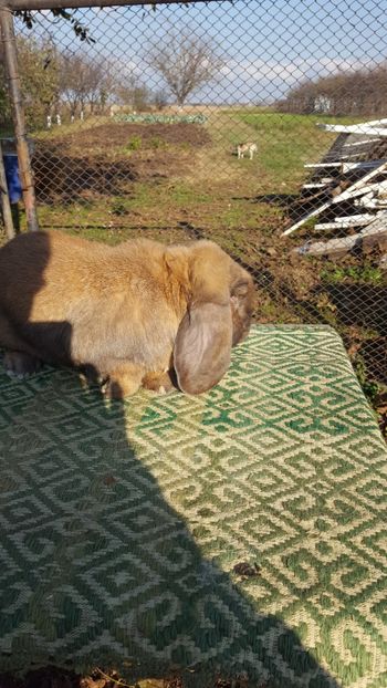  - BG mascul 2 Vândut