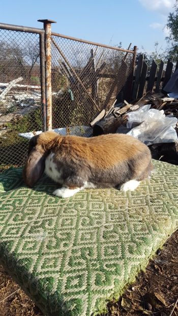  - BG mascul 3 Vândut