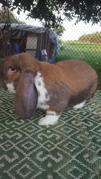  - BG mascul 3 Vândut