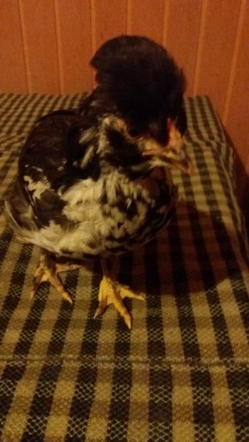 1510081877777-2133127552 - Pui motati 2017 seria 3