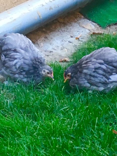  - Puișori cochi pitic 2017