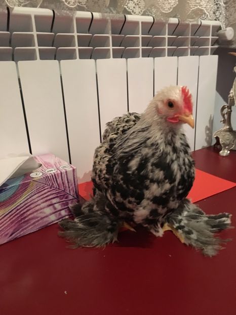  - Puișori cochi pitic 2017