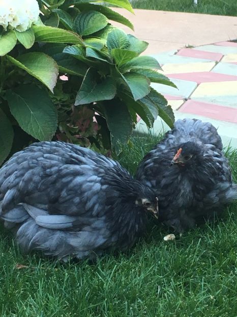  - Puișori cochi pitic 2017