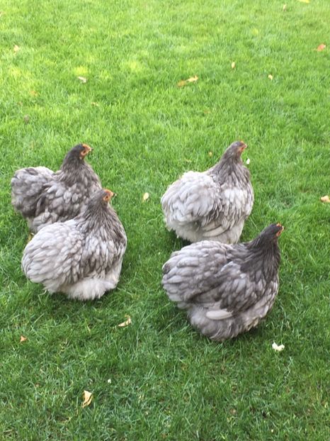  - Puișori cochi pitic 2017