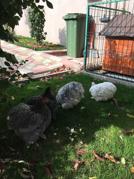  - Puișori cochi pitic 2017