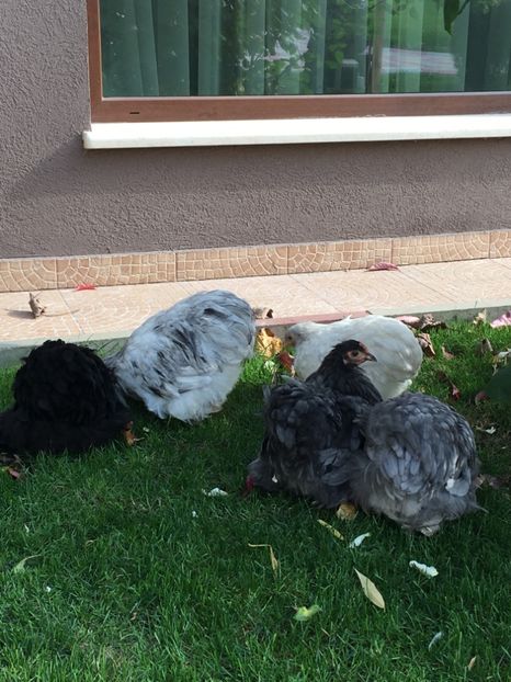  - Puișori cochi pitic 2017