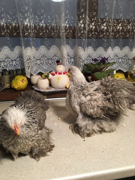  - Puișori cochi pitic 2017