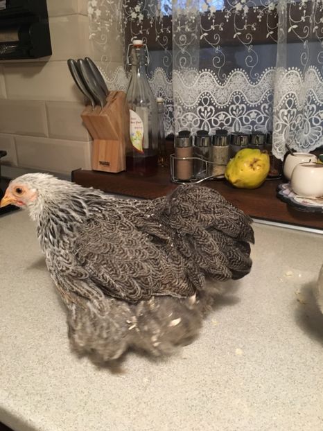  - Puișori cochi pitic 2017