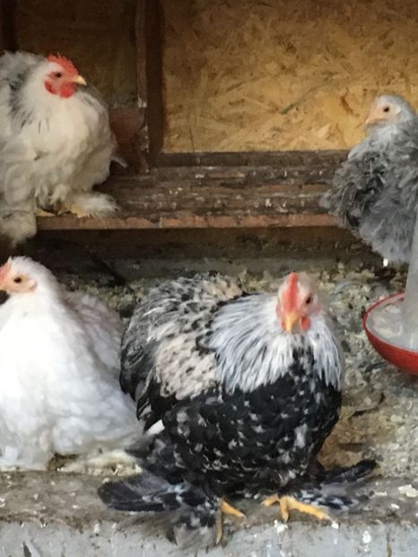  - Puișori cochi pitic 2017