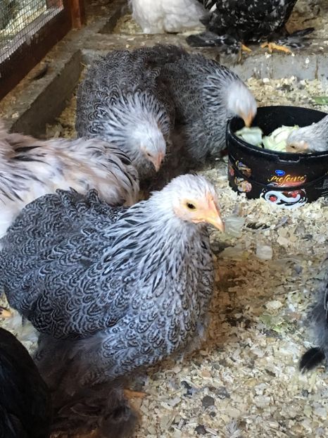  - Puișori cochi pitic 2017