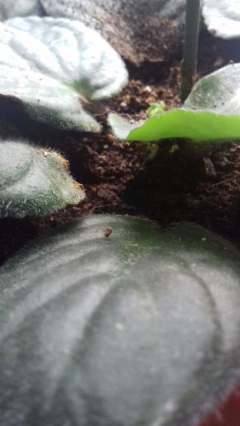  - VIOLETE DE COLECTIE 2017