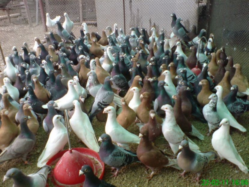 50231377_FVUQCPRRT - V-Albumul PorumbelulSamurai-Arad