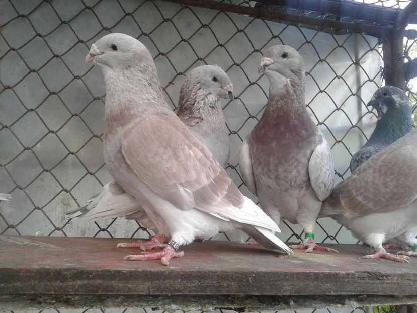 Fotografie0170 - TRESTII 2017