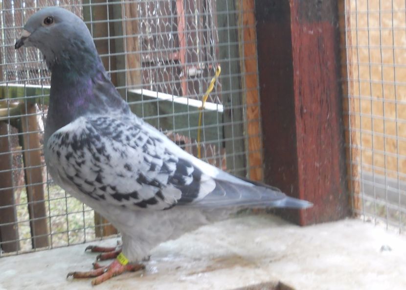 16 - Pui voiajor standard 2017