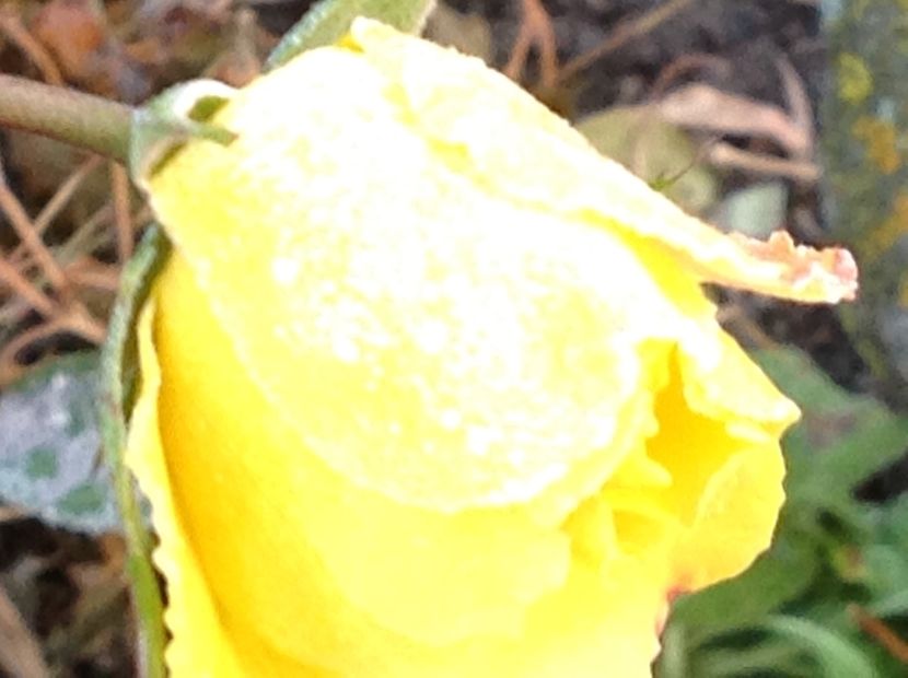  - Gradina de flori 2017