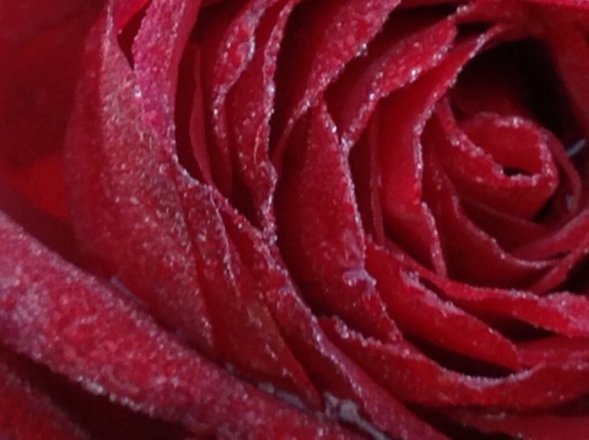  - Gradina de flori 2017