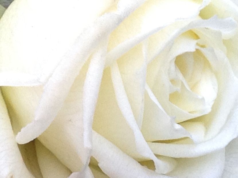  - Gradina de flori 2017