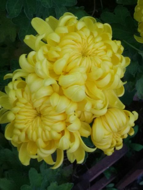 IMG-20171107-WA0014 - Crizanteme 2017