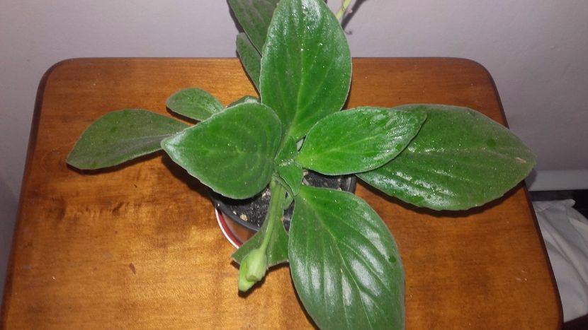 20171105_144738[1] - Chirita Aiko