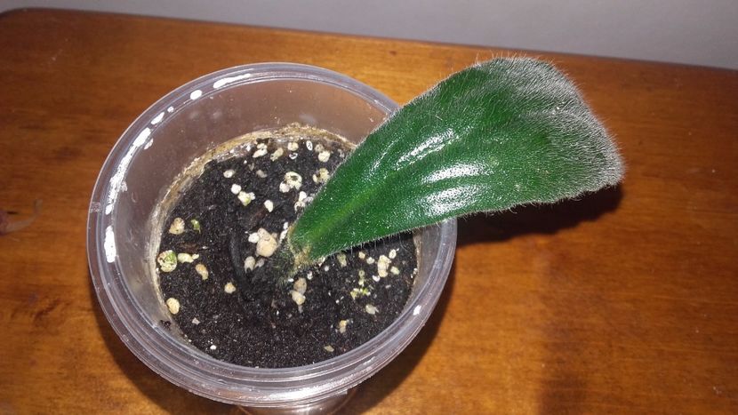 20171105_145152[1] - Chirita Erika