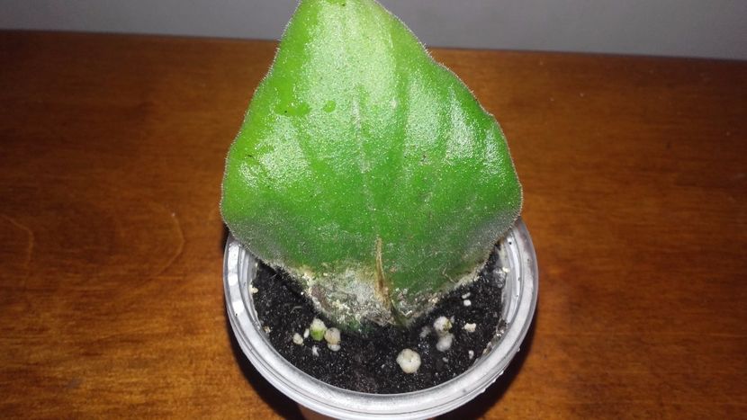 20171105_145242[1] - Chirita Kazu