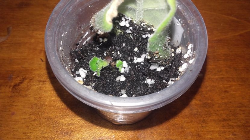 20171105_150114[1] - Chirita Kazu