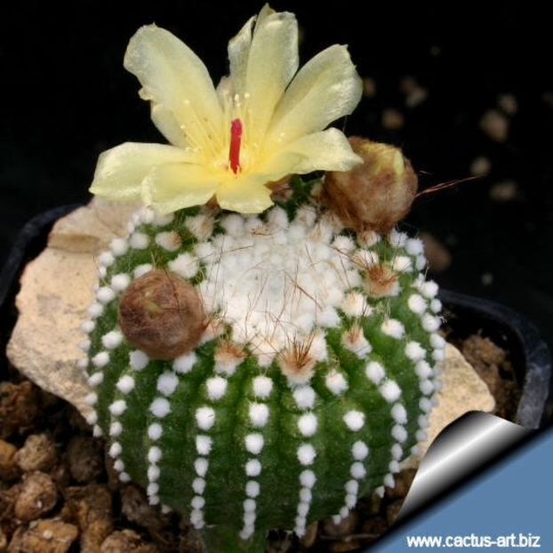 Notocactus scopa inermis ( forma monstruoasa) - 011 Dorinte