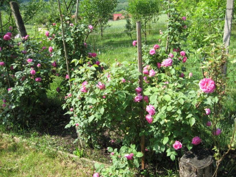 Picture 8129 - Trandafiri de dulceata