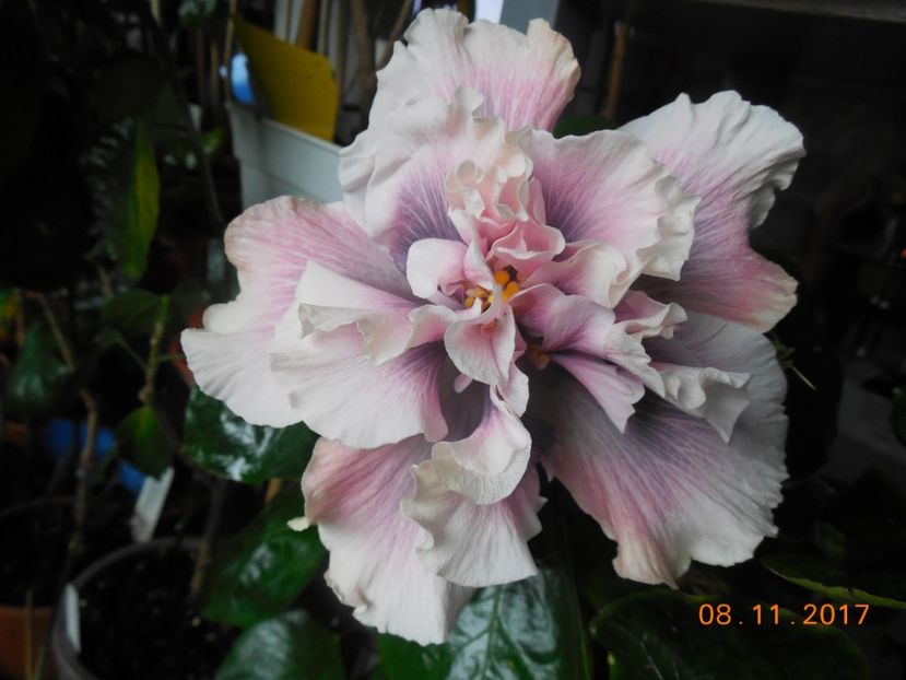  - 0Hibiscus in colectie infloriti