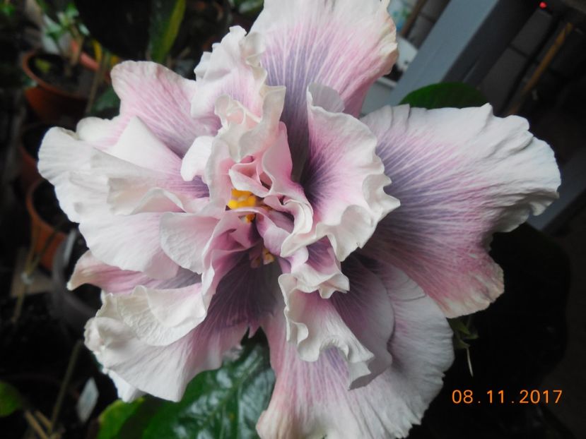  - 0Hibiscus in colectie infloriti