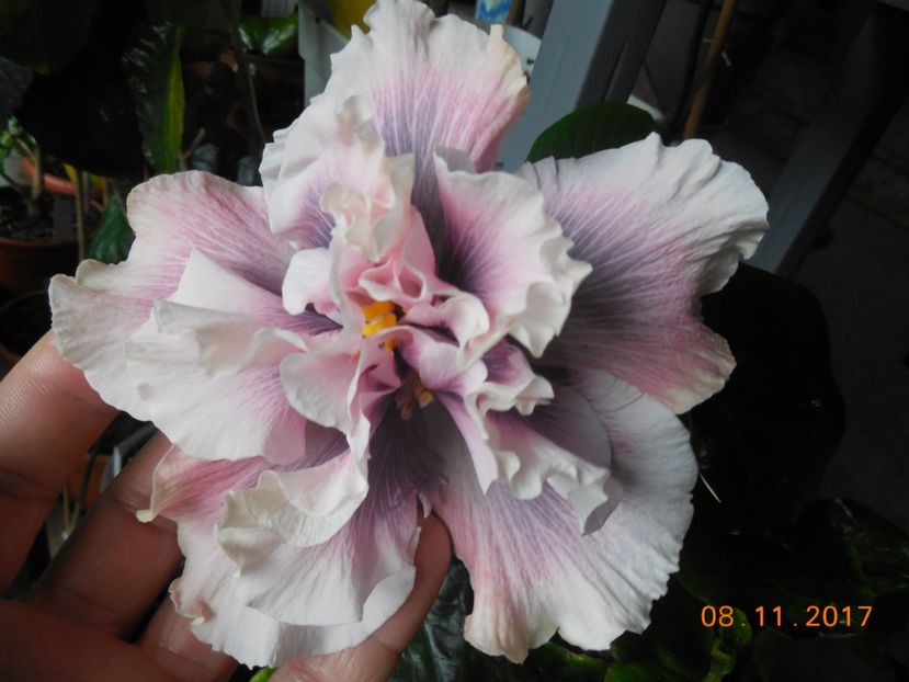  - 0Hibiscus in colectie infloriti