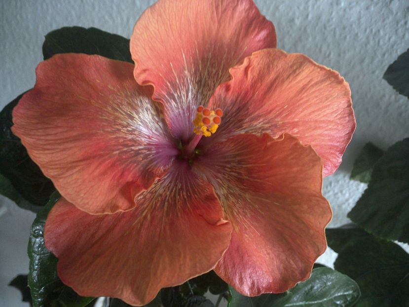 WIN_20170317_095939 - Moorea Sugar Lady