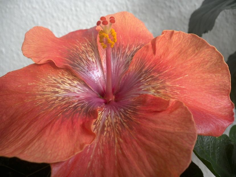 WIN_20170317_103930 - Moorea Sugar Lady