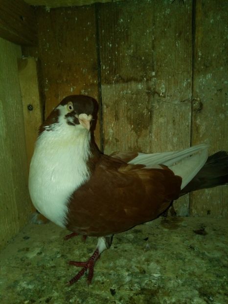 Mascul - galateni si moriscari matca 2017