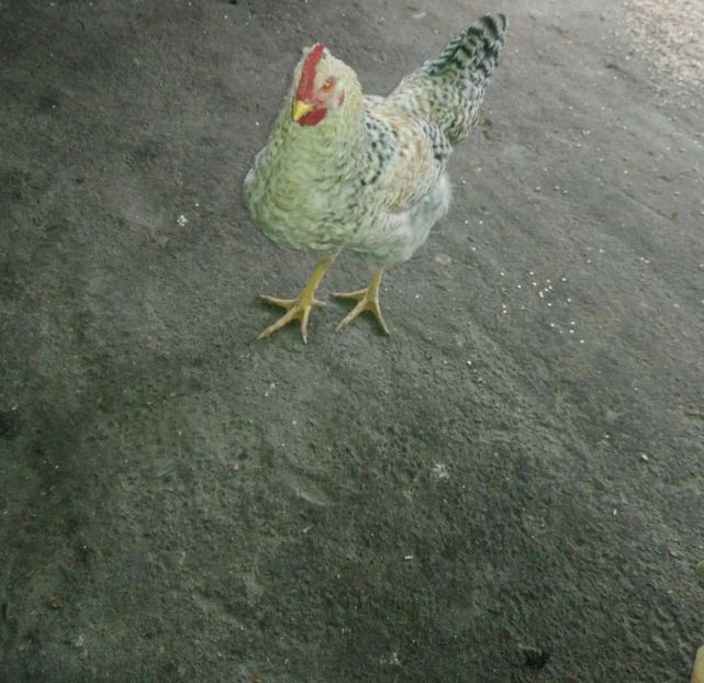 23432213_1528621107245776_633668986_o - Gaini