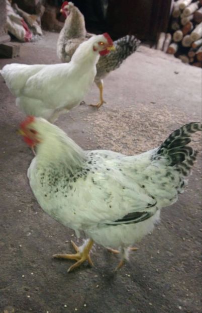 23432547_1528621013912452_385963616_o - Gaini