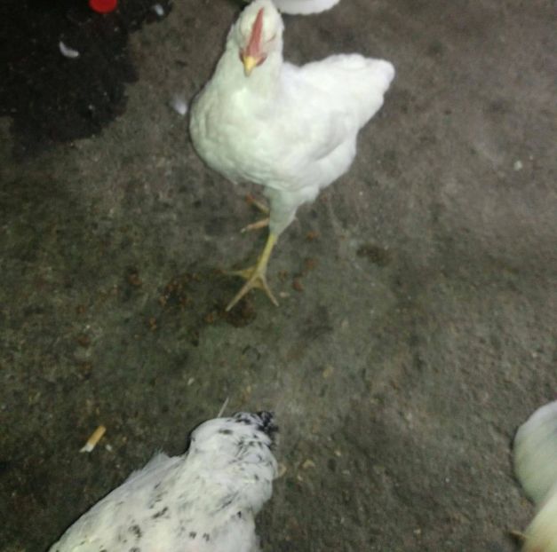 23432630_1528621133912440_1162302355_o - Gaini