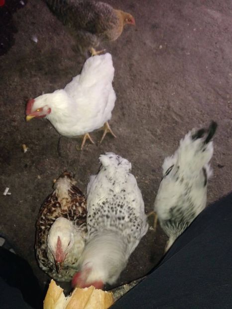 23432814_1528621223912431_802113933_o - Gaini