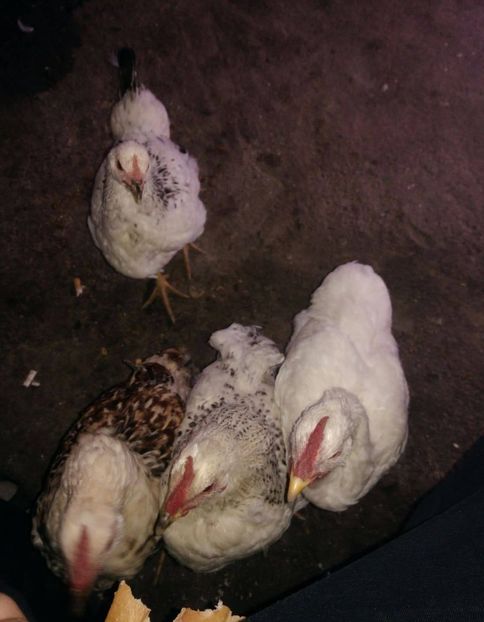 23468448_1528621247245762_1946386991_o - Gaini