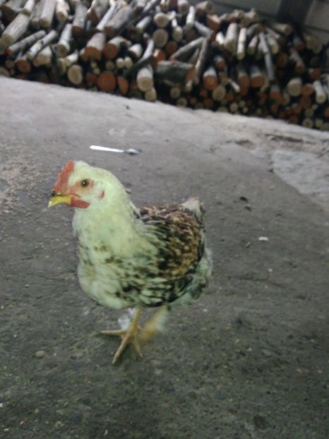 23469336_1528621053912448_677551128_o - Gaini