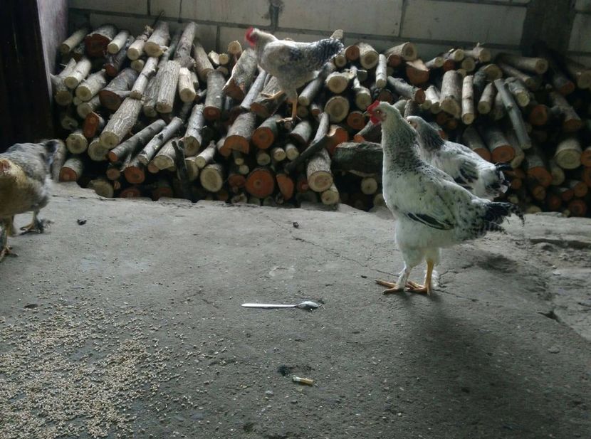 23469413_1528621277245759_946528421_o - Gaini