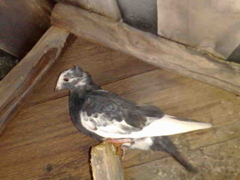 Este primul meu motat de Aarden - ARDENII MEI