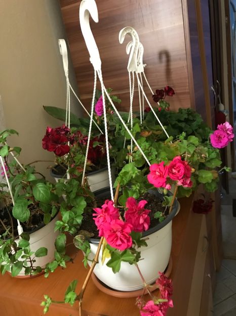 CC985E1B-ABC4-4E8E-BE10-80A3F8883BE4 - Muscate