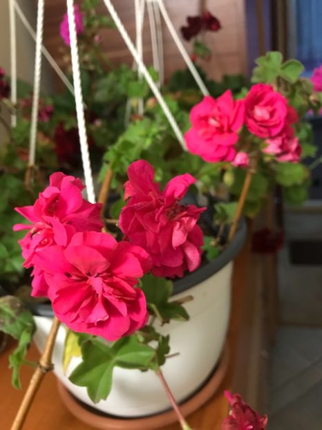 CD984C4D-C07D-4B35-A1A7-680A918A627F - Muscate