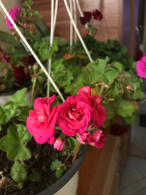 04385636-792C-422F-A263-BD96E4788BEF - Muscate