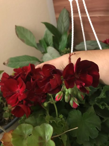 B68DA48E-FA5B-465F-B24A-D063296D61E0 - Muscate