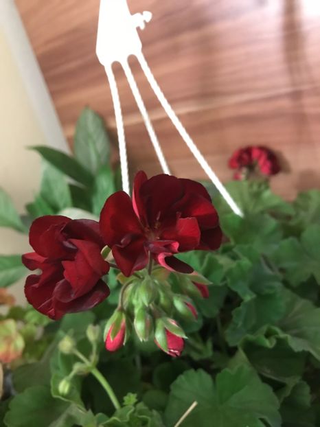 D9D530CA-AD7F-422B-BD37-DD05229C4FD6 - Muscate