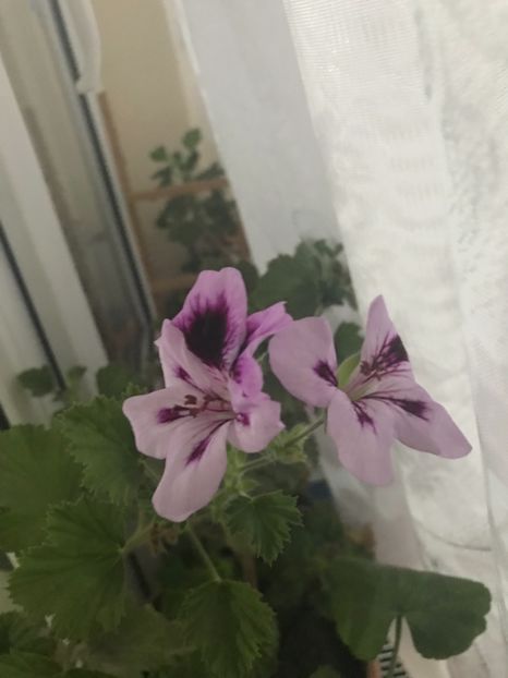 E9EE4AD1-6602-41E4-A989-CD29561A9095 - Muscate